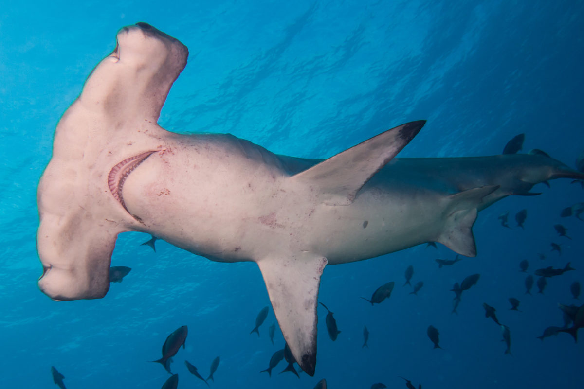 Costa Rica announced an all-out ban on the fishing of hammerhead sharks. Despite being critically endangered, hammerhead sharks have been bought and sold in Costa Rica for years, with demand being driven by shark fin soup, reports @MaxRadwin. news.mongabay.com/2023/02/costa-…