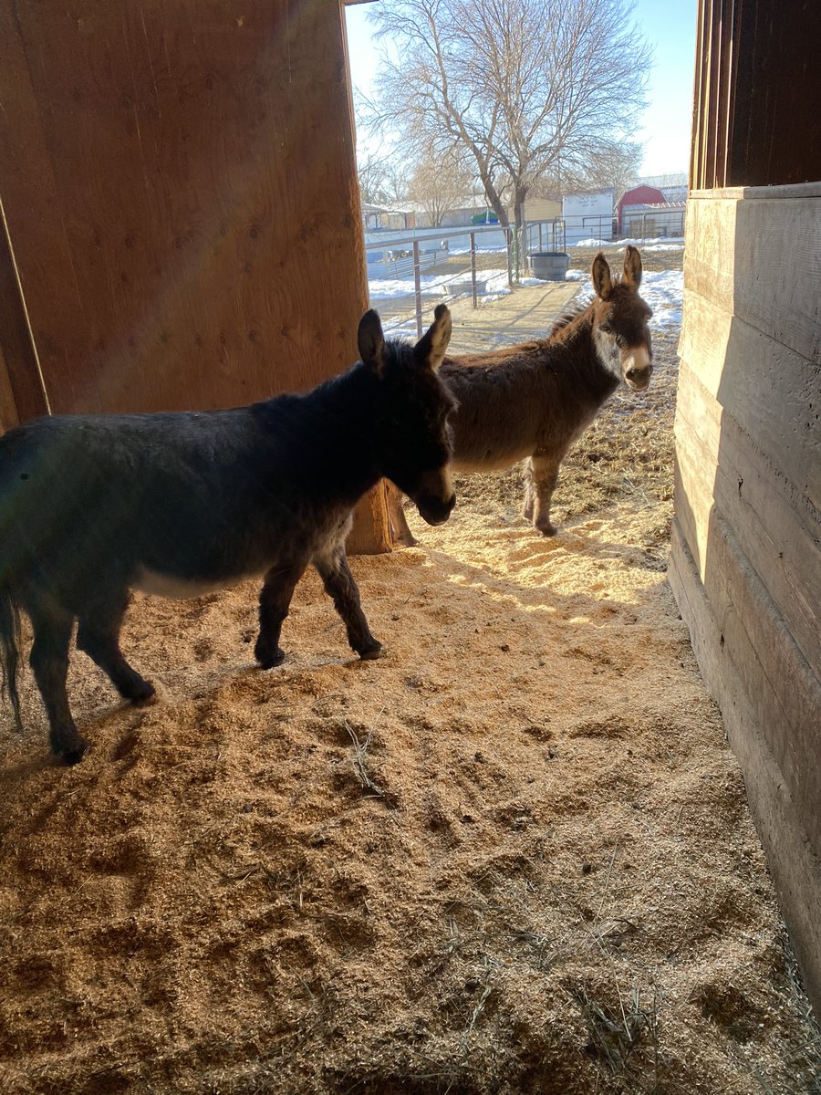 IgToastChronica's tweet photo. @asab_tweets @AMCELL @tamara_tadich Buck and Brownie are in awe of your work! #MulesRule 💕 https://t.co/YSE6tqloE1