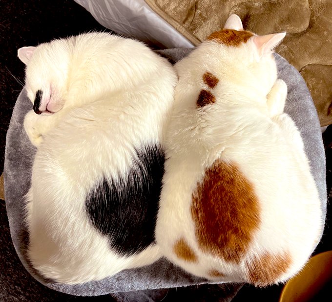 キャットタワーのてっぺんにミチミチ 