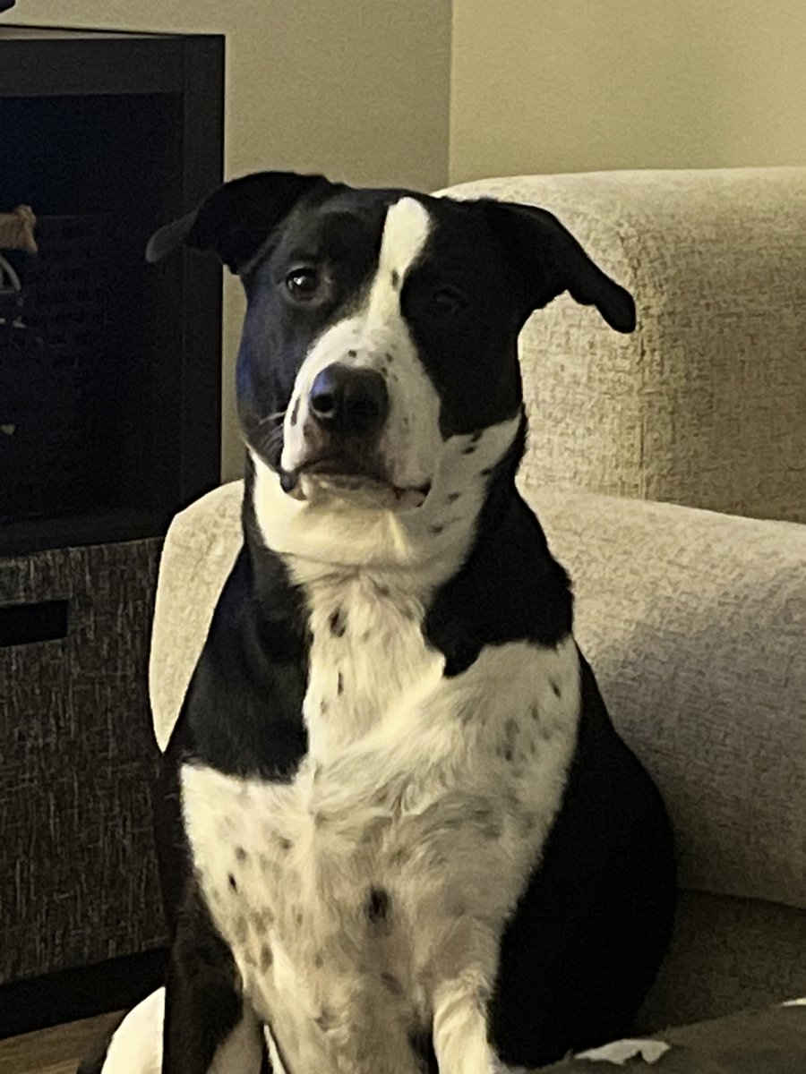 I'm raising money for Emergency vet bill for doggo who didn't make it. Click to Donate:  gf.me/u/36tzrx #GoFundMe