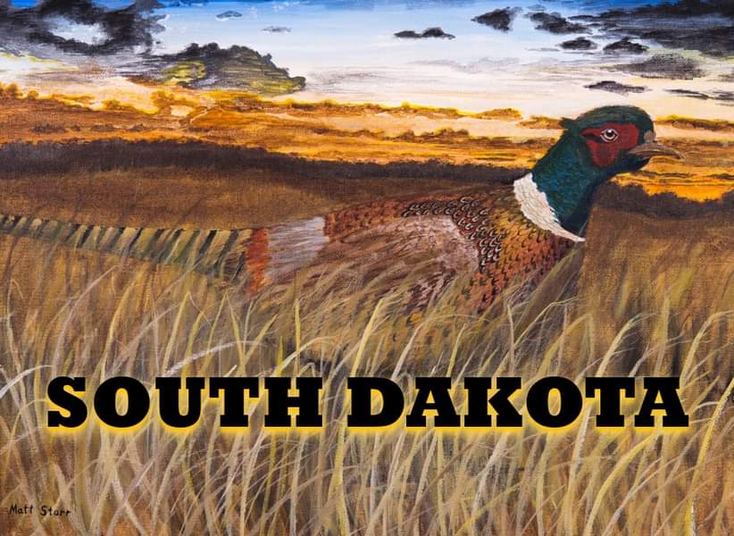 MattStarrFineA1's tweet photo. On this date, February 13th in 1943, the ring neck pheasant became the state bird of South Dakota. Here is my pheasant painting. https://t.co/0R5YmV5Oil
#mattstarrfineart #SouthDakota #Dakota #statebird #pheasant #pheasants #ringneckpheasant #bird #birds #sundown #sunrise #s https://t.co/6ejgh9m9Ti