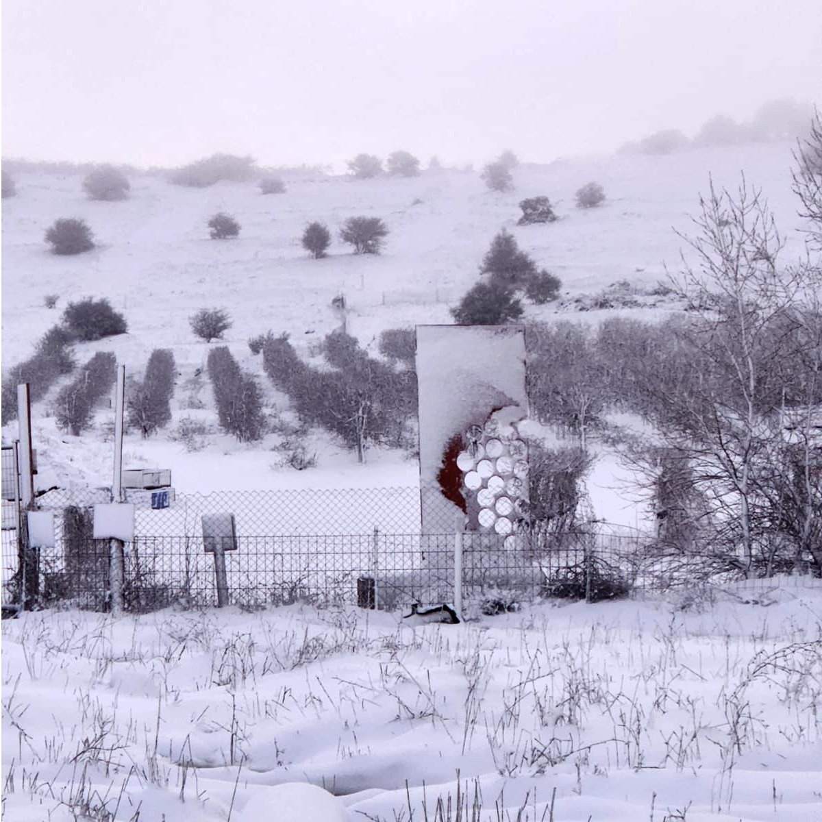 Waking up on a wintery quiet Monday in the vineyards. Should the day after the Superbowl be a national holiday? #golanheights #snowday #snowvineyard