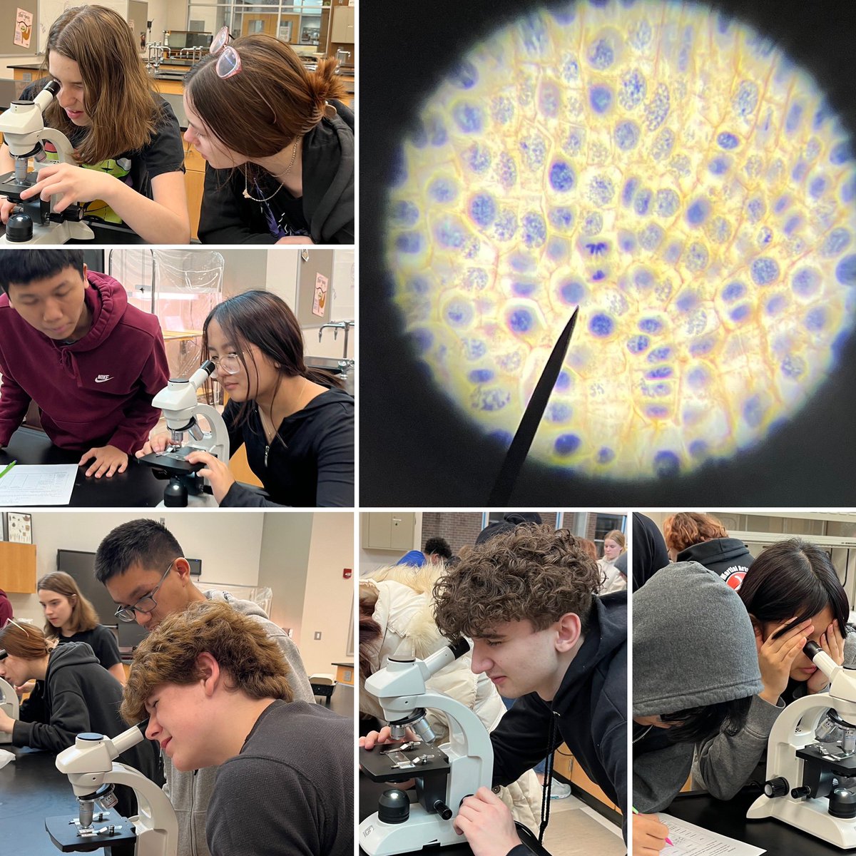 Biology students finished their unit on the Cell Cycle by collecting and analyzing data to determine how long a typical cell actually spends in each stage of the cell cycle. 🔬