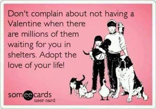 #AdoptDontShop #MyValentinesHavePaws