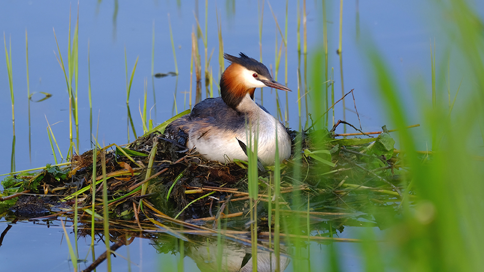 Explore the latest Top & Trending Research from BioOne Complete publishers in #ornithology: bio-one.co/3GIw337#ornith…

This collection features articles from @ivb_cas #JVertBiol, @WaterbirdSociet, and @nw_sci.