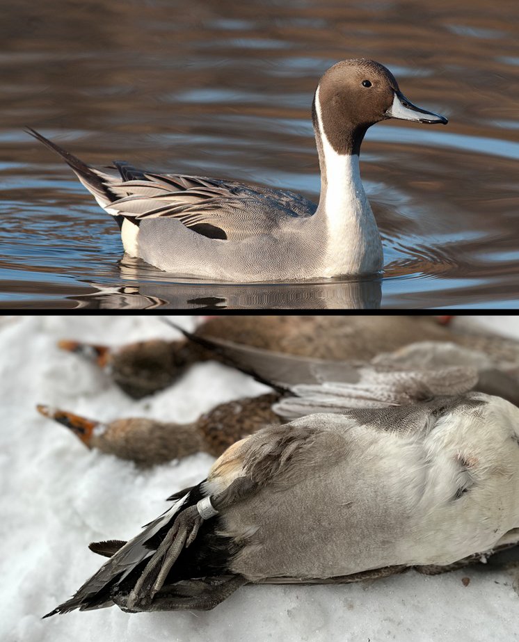 MotionDucks's tweet photo. We only shot 3 Pintail all season, BUT one of them was banded! Not too shabby.
#motionducks #duckhunting #bandedpintail https://t.co/KyZWmOyMCm