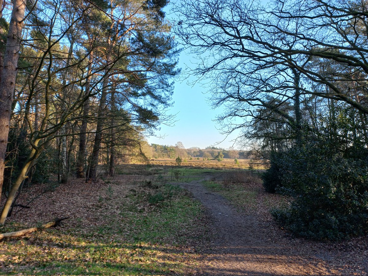 Took some hours off after working overhours last week. Spontaneous 5 km walk in the sun 🦊🌳🥾 #bussum #franschekamphei #cruysbergen