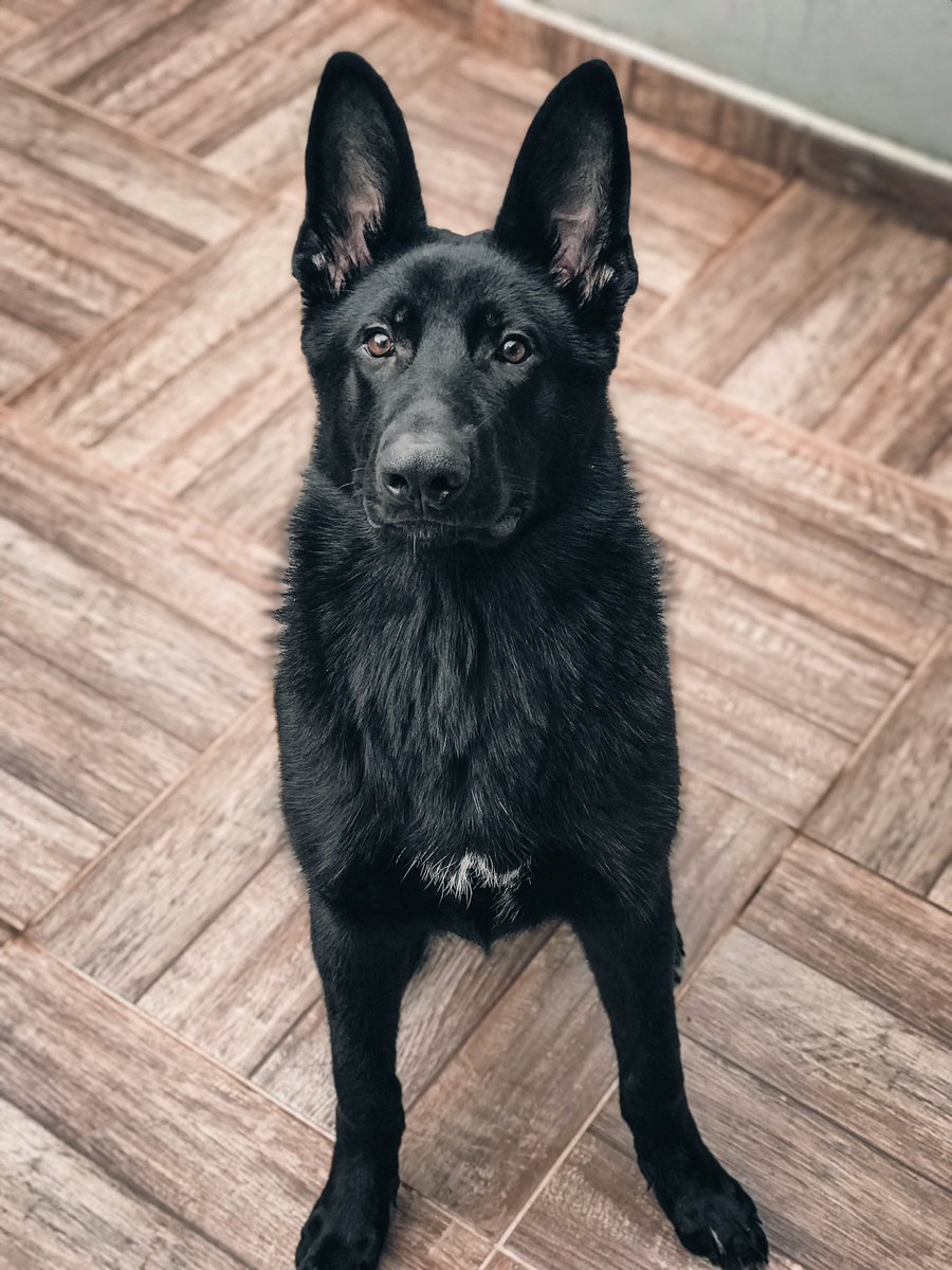 NandaPereira's tweet photo. Qualquer desculpa pra mostrar meu cachorro, eu aproveito 💁🏼‍♀️ https://t.co/1j1Zp1v14A