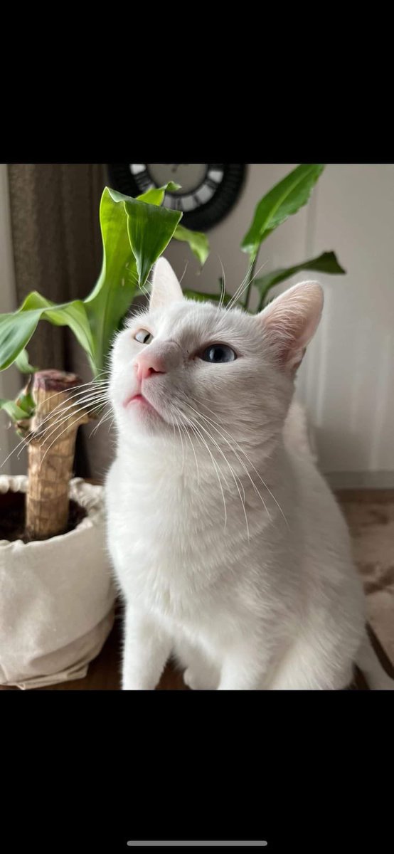 BİNADA MAHSUR VİNÇLE KURTARILMASI GEREK
 Paşoş 5 yaşında Van kedisi
Deprem günü evden çıkaramadık
Vinç yardımı ile pencereden kurtarılabilir
Adres: subaşı mahallesi hasan mürşit sitesi b blok kat2 daire 7 #Hatay 
05395767282