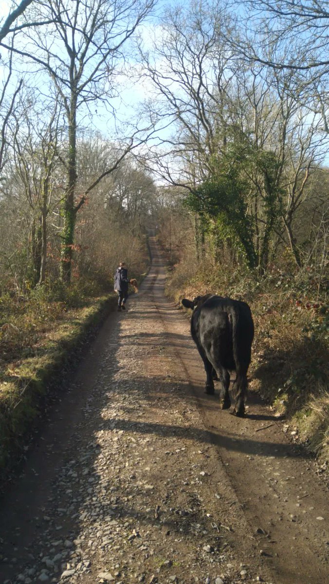 We’ve been moving our cows to different sites this week to continue their conservation grazing programme. Some of our sites are inaccessible by vehicle, but we’re more than happy to take our cows for a walk in the sunshine!

#conservationgrazing #dextercattle #wyreforest
