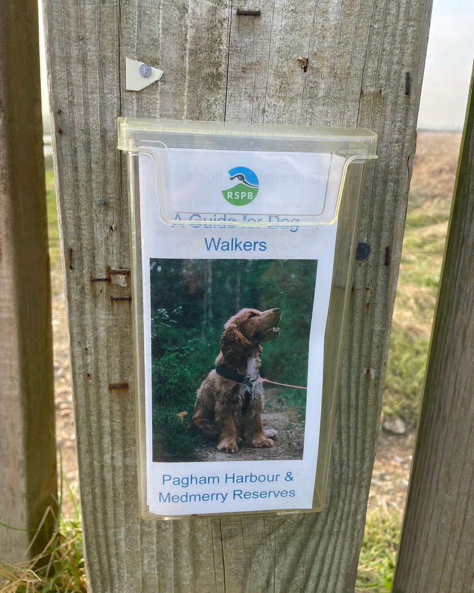 HeathlandHounds's tweet photo. Did you know that #pawsonpathplease can still apply even when youβre on holiday?
Itβs not just our #specialprotectionarea #groundnestingbirds that are subject to disturbance. Coastal birds are affected too. Visitors can read the leaflet provided to find out more π
@RSPBPagham https://t.co/v9fzhisahi