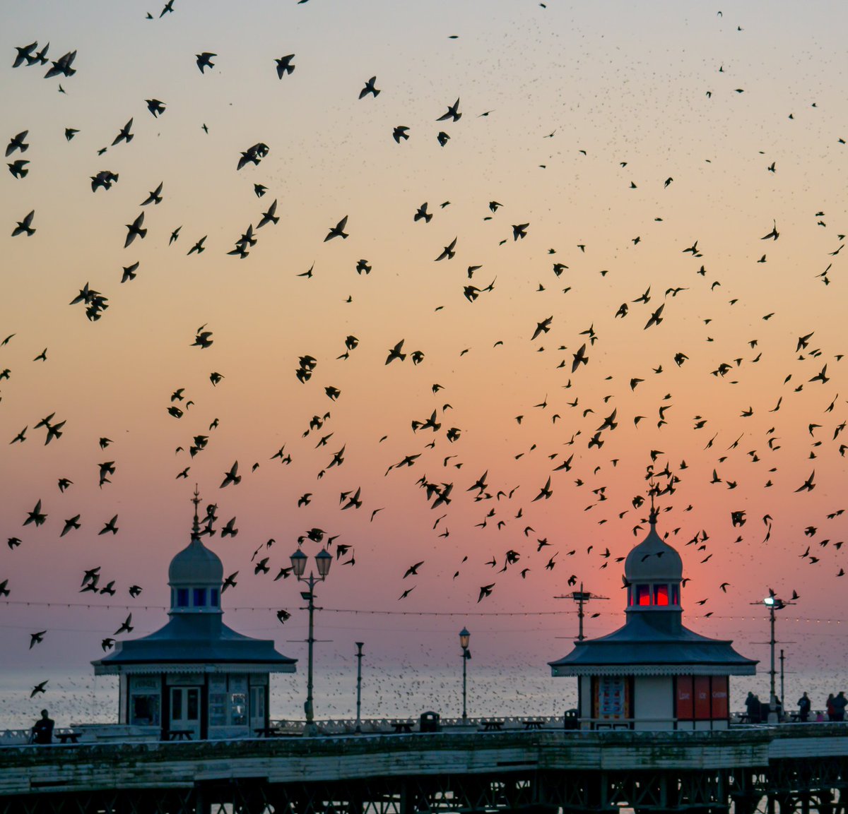 PositiveLee7's tweet image. Sunset with the Starlings tonight here in Blackpool.#Blackpool #murmuration #starlings #Sunsets #northpier #birds #sunset #Blackpoolcouncil #RSPB