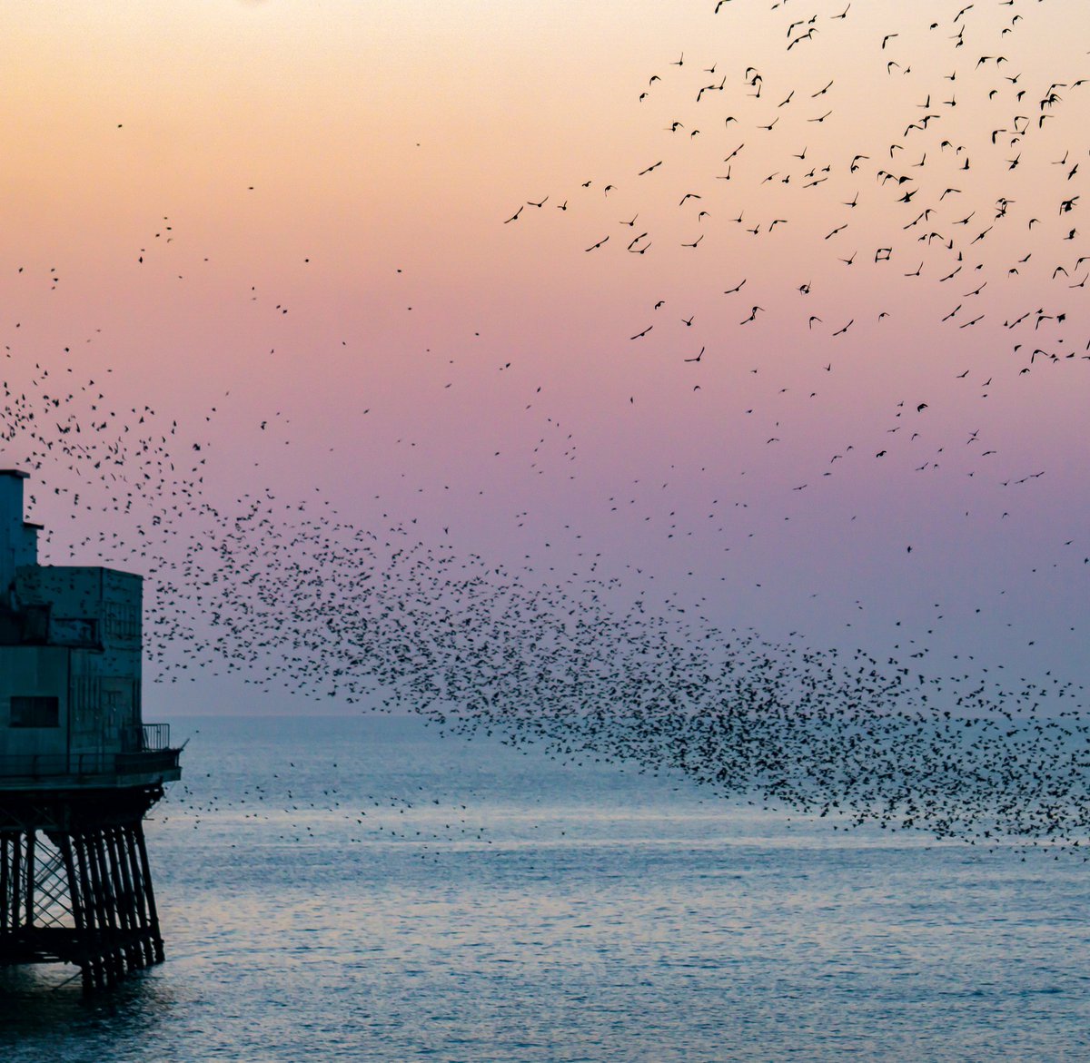 PositiveLee7's tweet image. Sunset with the Starlings tonight here in Blackpool.#Blackpool #murmuration #starlings #Sunsets #northpier #birds #sunset #Blackpoolcouncil #RSPB