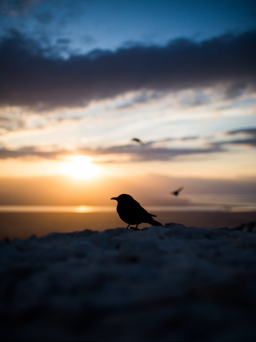 Lonely at sunset🧡
#Sunsets #beautiful
#NaturePhotography 
#naturelovers #birds 
#birdsphotography 
#lonely #Peace