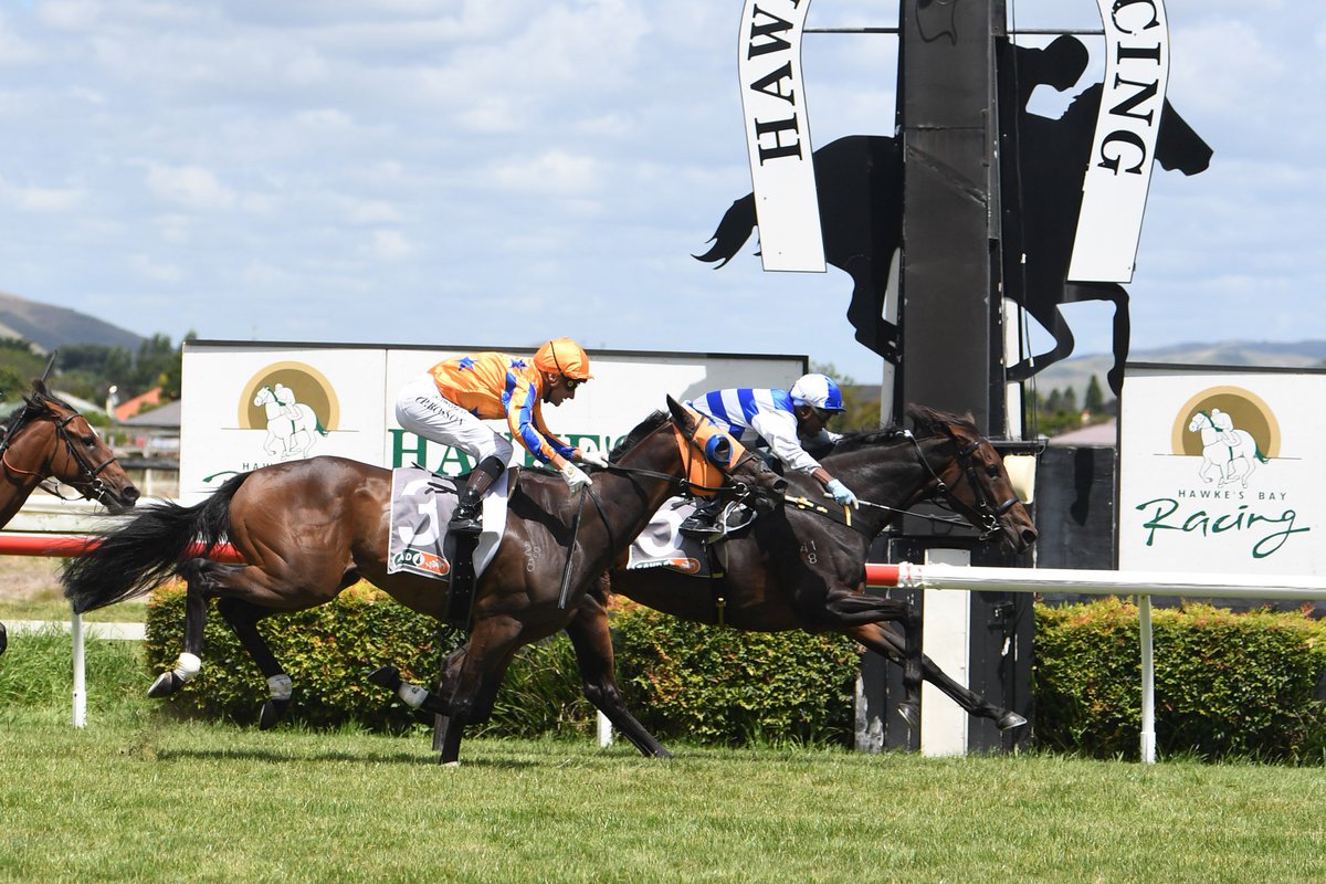 PencarrowStud's tweet photo. Rising star #Pencarrow mare #PearlOfAlsace (NZ) (Tavistock) extended her undefeated record to four out of four with another outstanding performance in the $30,000 AHD Production Animal Supplier Handicap (1400m) at Hastings.
📰: https://t.co/elx3sXTJ5g https://t.co/QIU5eXamXb
