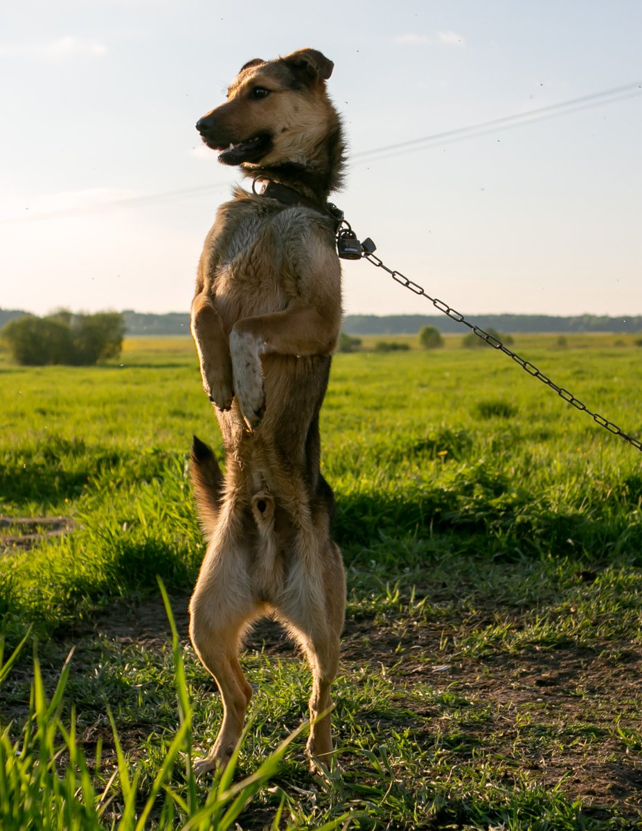 DogDeskAction's tweet photo. Today marks the end of #HaveAHeartForChainedDogsWeek
Sadly there are #dogs all over the world living on chains 😭
Our lovely boy Morris was a doorbell & had the worst life until he came to us
Resources for awareness raising are on our website.
#dogsoftwitter https://t.co/7j9jO4nn7D