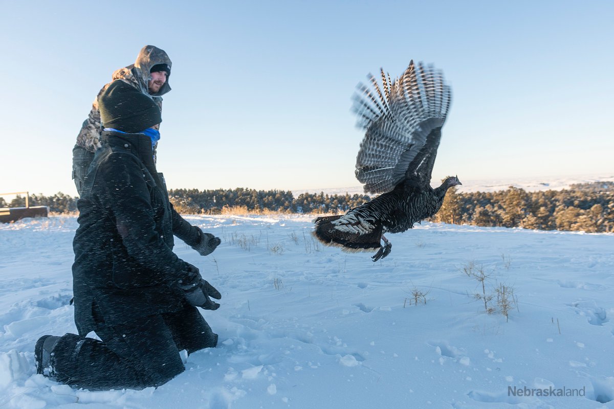 Applied Wildlife Ecology & Spatial Movement Lab (@awesmlab) on Twitter photo And we're off!
The Nebraska wild turkey project has hit the ground running. So far, our team has deployed GPS transmitters on 51 birds (on our way to 120 total). Stay tuned for more updates! 
📷: <a href="/NeblandMagazine/">Nebraskaland</a>/<a href="/NEGameandParks/">Nebraska Game and Parks</a> And we're off!
The Nebraska wild turkey project has hit the ground running. So far, our team has deployed GPS transmitters on 51 birds (on our way to 120 total). Stay tuned for more updates! 
📷: <a href="/NeblandMagazine/">Nebraskaland</a>/<a href="/NEGameandParks/">Nebraska Game and Parks</a>