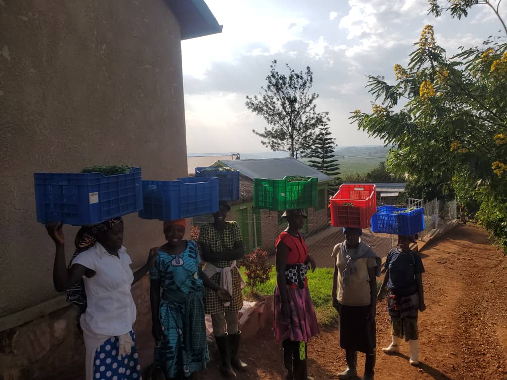 NyamataBugesera's tweet photo. None mu Murenge wa #Nyamata, mu rwego rwo gukomeza Kwegera Abikorera binyuze mu Buhinzi n'Ubworozi, ES Sector yasuye Abahinzi Ntangarugero ba Nyiramatuntu n'Umworozi w'Inkoko ugitangira Umushinga aho yatangiriye ku Nkoko 200, Bashimiwe Umuhate wabo, Ubuyobozi bubizeza ubufatanye! https://t.co/o7bGPtylCl