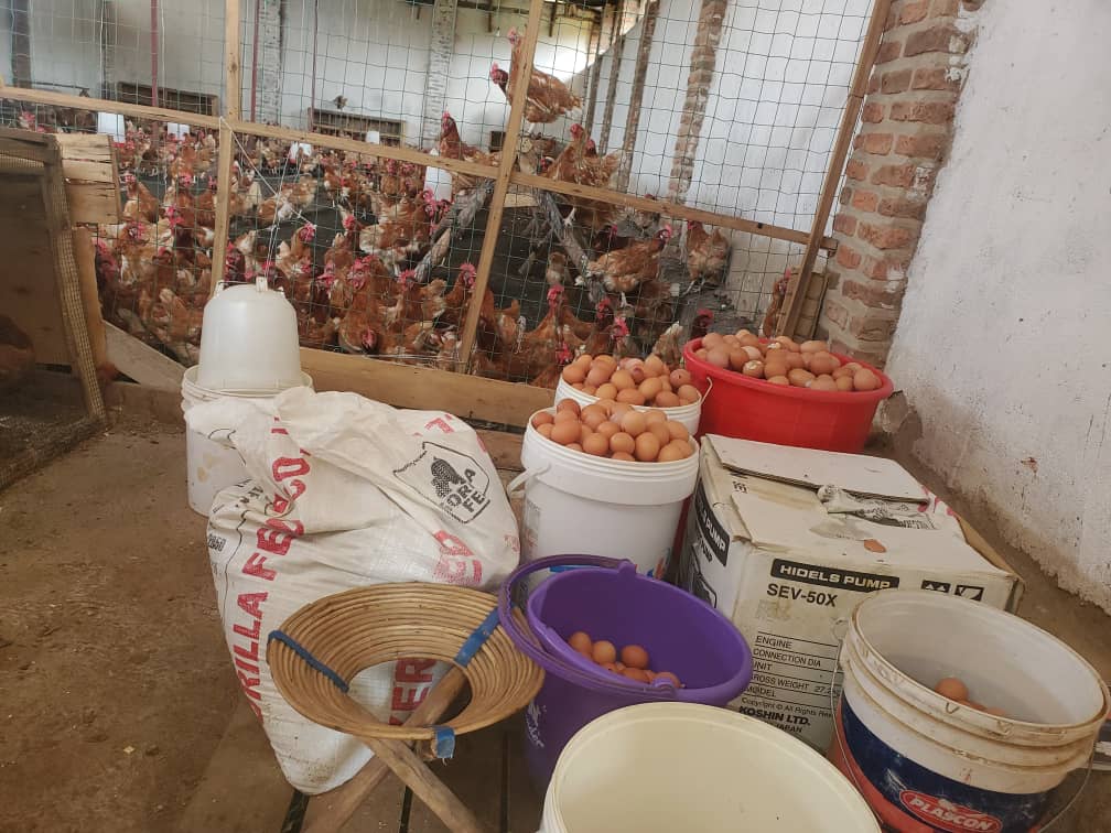 NyamataBugesera's tweet photo. None mu Murenge wa #Nyamata, mu rwego rwo gukomeza Kwegera Abikorera binyuze mu Buhinzi n'Ubworozi, ES Sector yasuye Abahinzi Ntangarugero ba Nyiramatuntu n'Umworozi w'Inkoko ugitangira Umushinga aho yatangiriye ku Nkoko 200, Bashimiwe Umuhate wabo, Ubuyobozi bubizeza ubufatanye! https://t.co/o7bGPtylCl