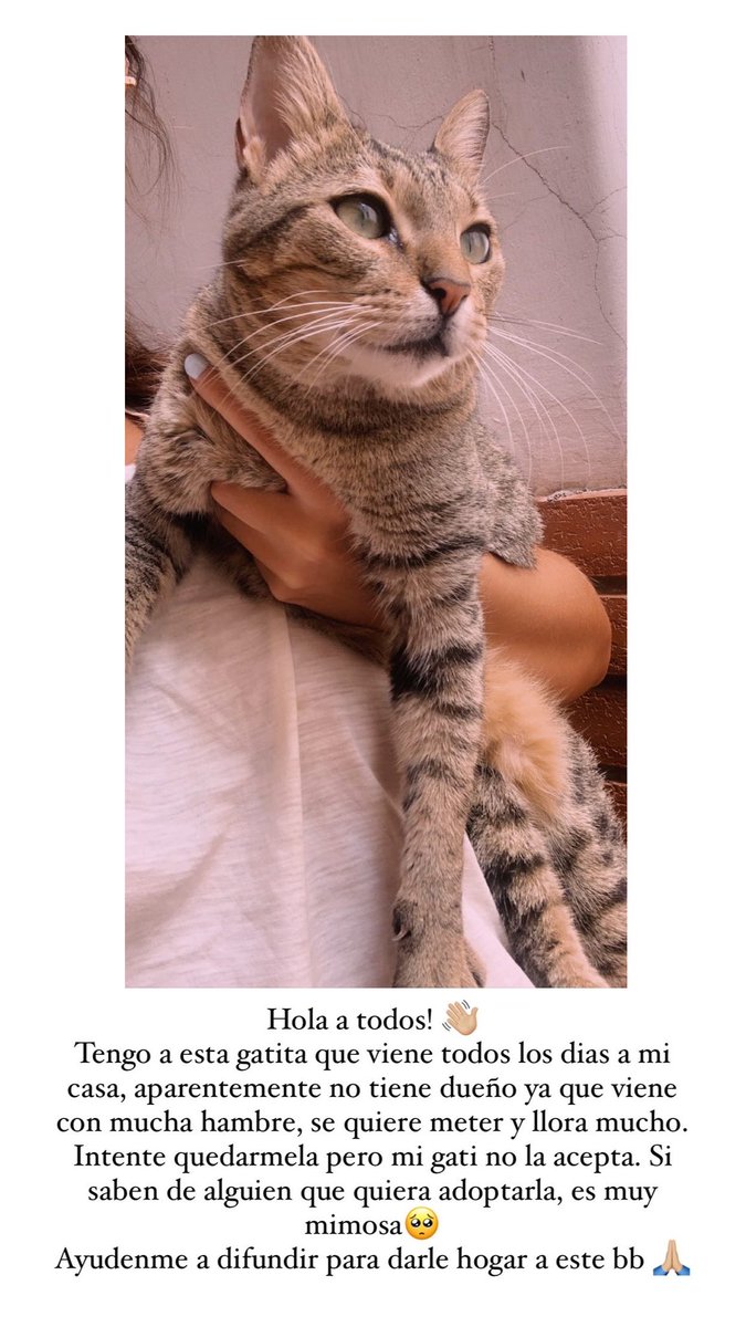 esmeraldaib_'s tweet photo. Me ayudan a buscarle hogar a esta bebita? 🥺🙏🏼 https://t.co/7VBBs5yJwq