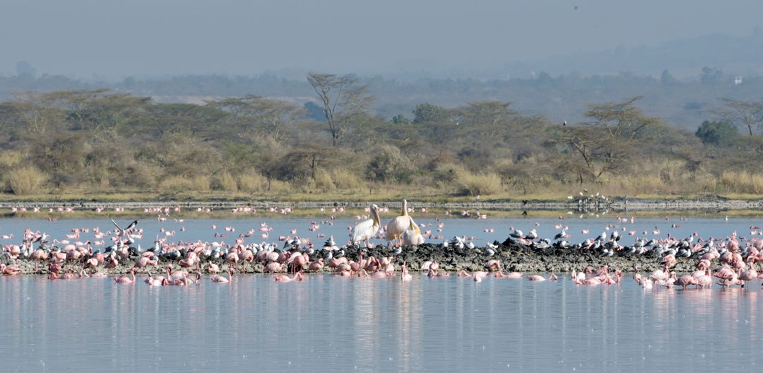 More from L.Elmenteita