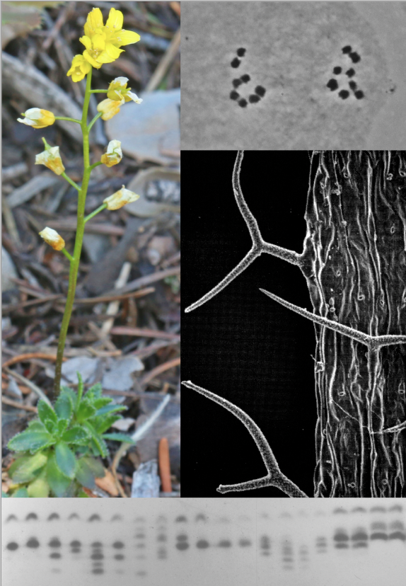Botanical_'s tweet photo. *#AJB Accepted Article*

A deep dive into cryptic taxonomic diversity in the rare endemic mustard Draba maguirei (by Michael Windham, @saltymycologist &amp; @KathleenPryer) https://t.co/BkqiR54MBP 

#botany #Brassicaceae #conservation #pollen @wileyplantsci https://t.co/qegkBQDj77