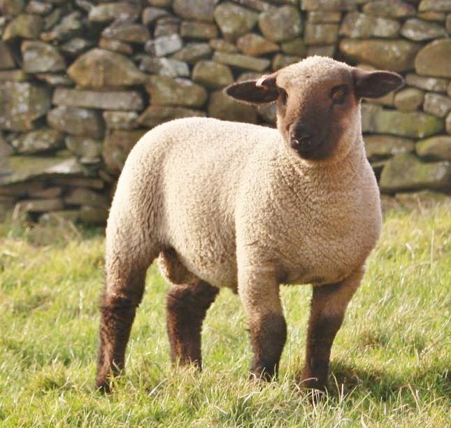 Judith Galbraith tweet media