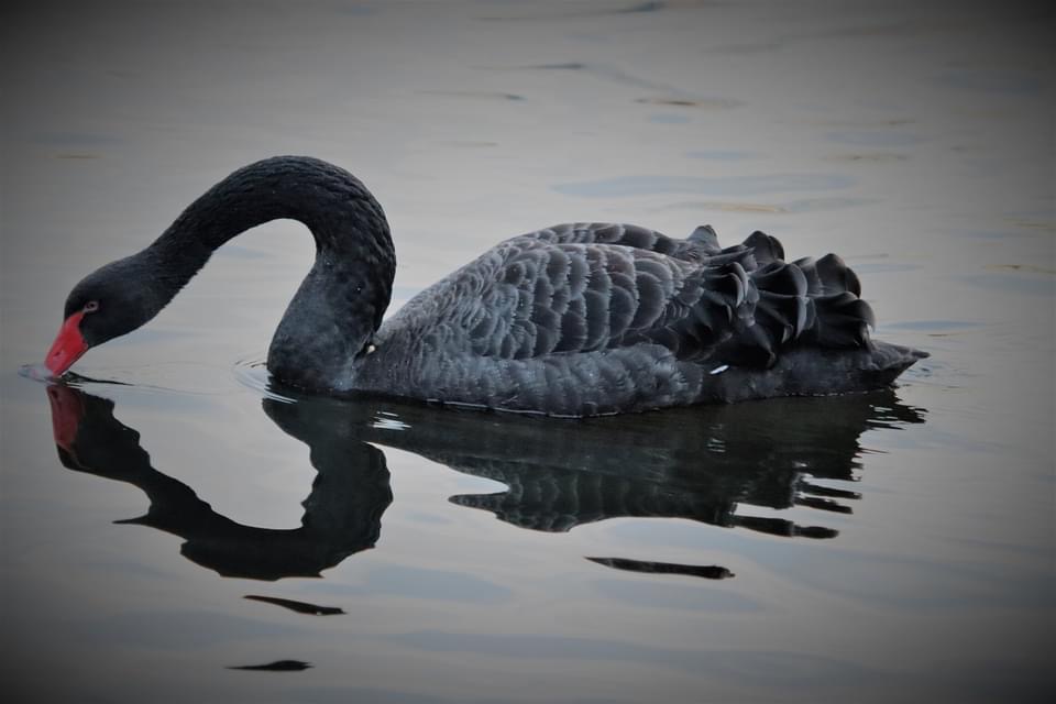 If you’ve forgot a Valentines Card print one of these  off and chance your arm 😀😀