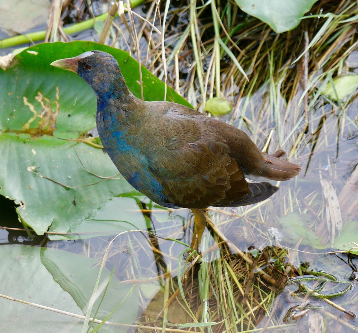 ArchaeopTourx's tweet photo. It's a busy time of the year in Florida for birding. We invite you to share in viewing some of our most colorful birds like Roseate Spoonbills, Painted Buntings, Florida Scrub-Jay, and Purple Gallinule. #birdingtours #birdphotography #tropicalwinters https://t.co/G10lUfPews