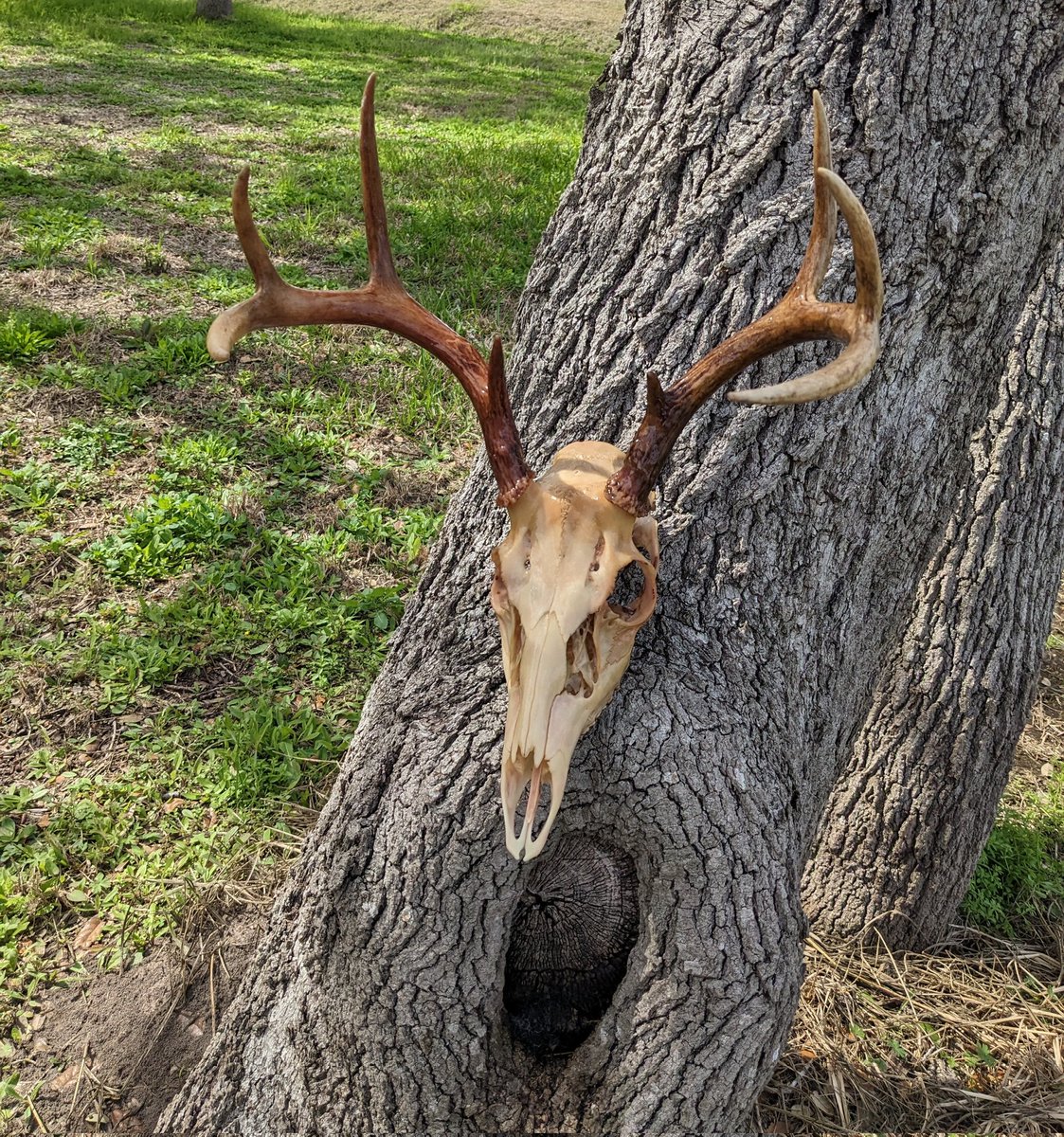 OddBonesRanch's tweet photo. It's been a while! But we are back at it! This is a custom European mount in progress for a friend! It's onto the degreasing bucket now. This was her 2022 season buck and what a dandy! 🦌🦌🦌
#deerseason #whitetail #bones #hunting #euromount #skull https://t.co/lWPUZADWB3