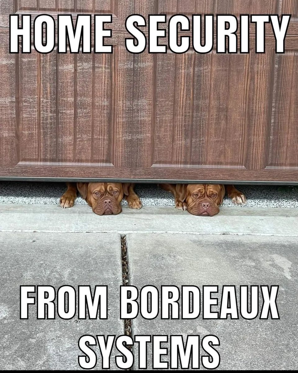 Haha it never fails 💪 
#funnypost #burglar #doguedebordeauxlovers #frenchmastiffsofinstagram🐾 #funnyaf #burglary #doguesdebordeaux #frenchmastiffofinstagram #funnydoggy #burglaralarm #doguedebordeauxworldwide #frenchmastiff_worldwide #funnymeme #burglaralarms #doguedebordeaux