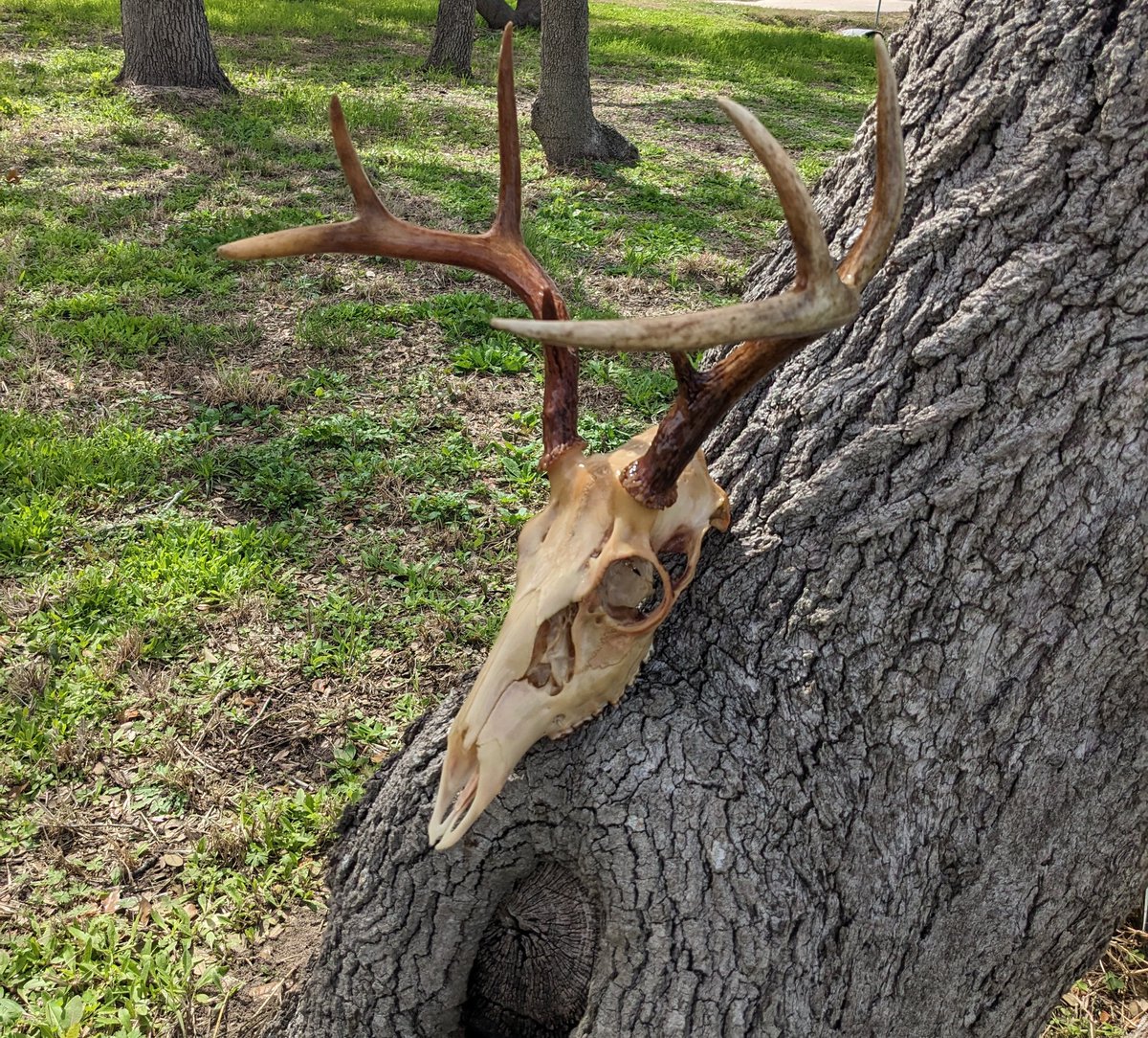 OddBonesRanch's tweet photo. It's been a while! But we are back at it! This is a custom European mount in progress for a friend! It's onto the degreasing bucket now. This was her 2022 season buck and what a dandy! 🦌🦌🦌
#deerseason #whitetail #bones #hunting #euromount #skull https://t.co/lWPUZADWB3