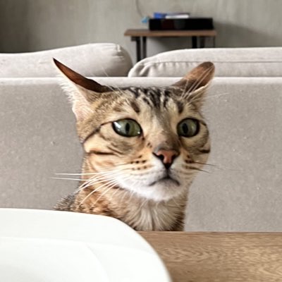 AleASMR13's tweet photo. #NuevaFotoDePerfil https://t.co/8AOtAgl8Ah