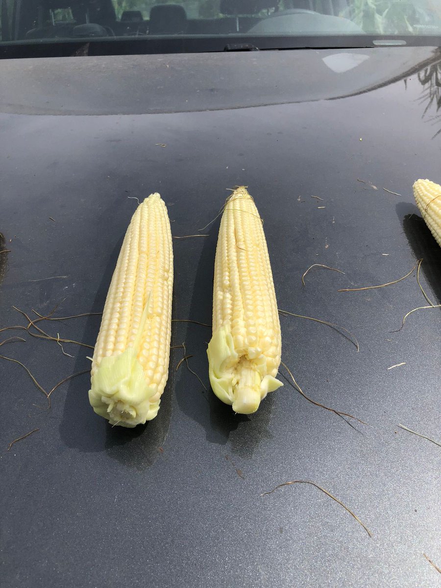 Surcos Consultora. tweet media