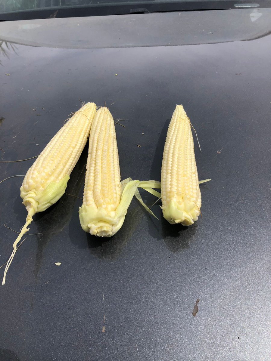 Surcos Consultora. tweet media