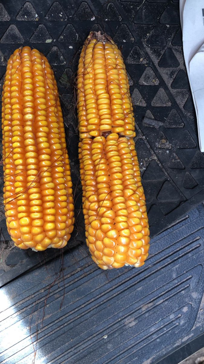 Surcos Consultora. tweet media