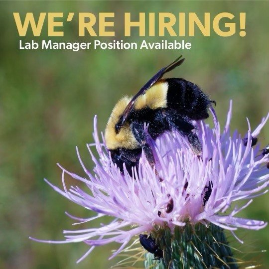 We're hiring a lab manager! Visit beelab.umn.edu/cariveau-lab/j… for job description and application info! 🐝🐝🐝🌻🌻🌻