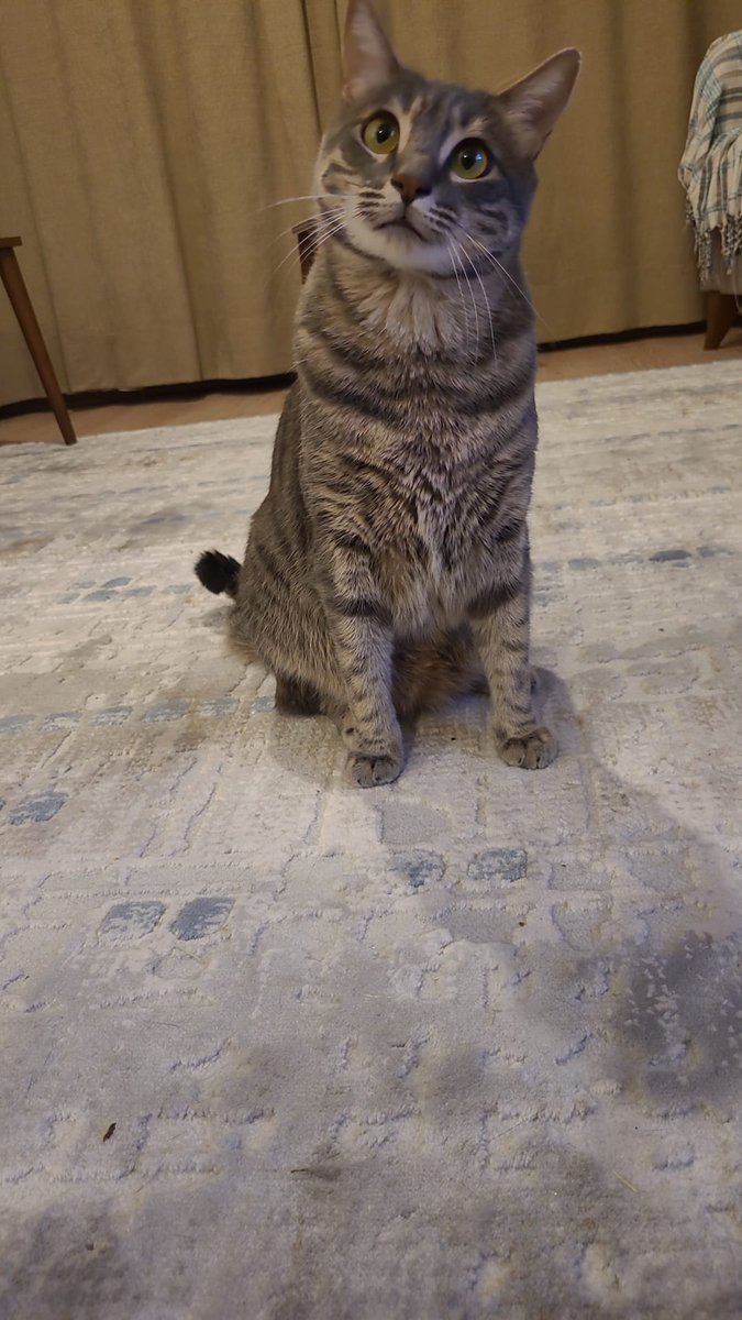 cattingwoman's tweet photo. Ankara
Bu kedinin sahibinin bebeği oluyor diye terkediliyor.
Kedi 5 yaşında. Erkek kisir.
Bugüne kadar tüm aşıları yapılmış.
En acilinden yuva arıyoruz https://t.co/pKncCq1Anu