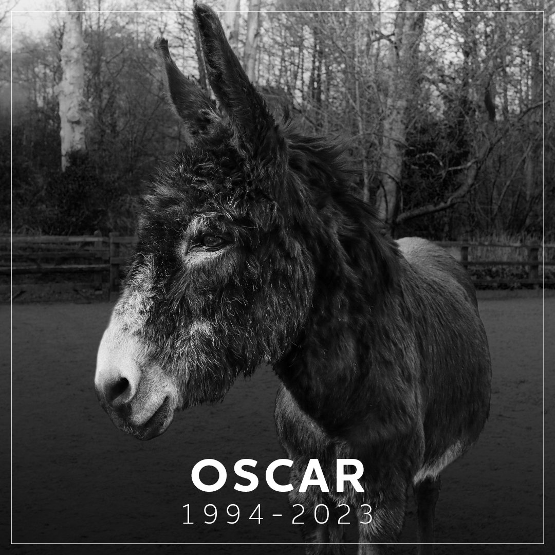 It's with a heavy heart that we announce that much-loved adoption donkey, Oscar, has passed away at the age of 28. 🌹

A member of our Birmingham herd for 23 years, Oscar will be remembered for his unique character and inquisitive nature ➡️ bray.news/3IlfuLx
