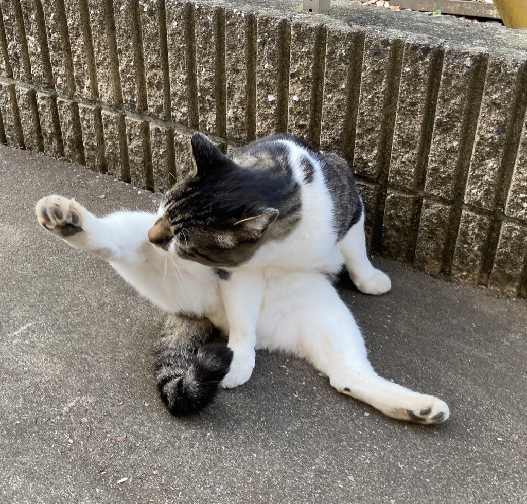 kintorepanman's tweet photo. 今日の撫で猫🐱 https://t.co/qHn4xNRj3g