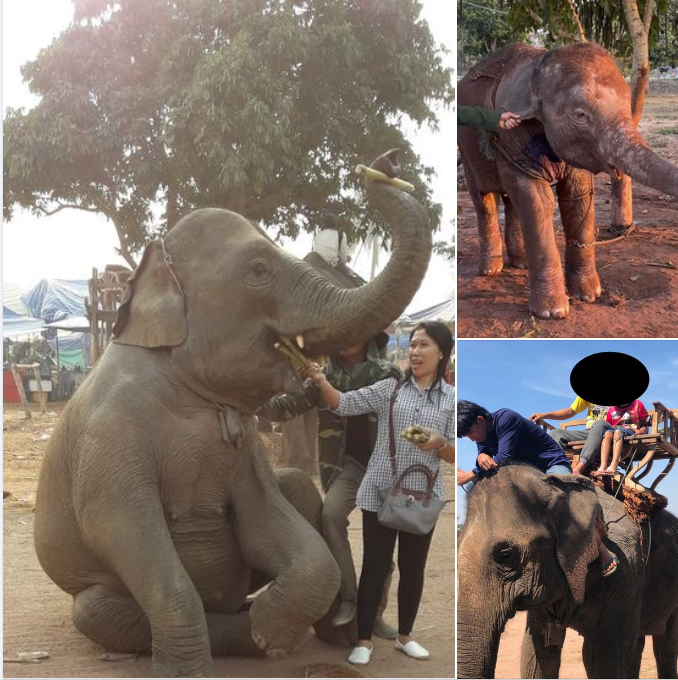 stae_elephants's tweet image. The #Laos #FestivalofElephantabuse in #Sayaboury, an annual event celebrating the exploitation of elephants &amp;amp; man’s shameful capacity for cruelty 😢@LaotianDreaming