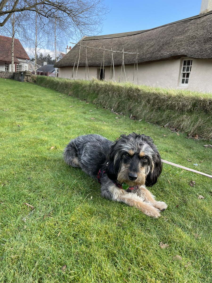 I’ve been learning about Robert Burns today. Climbed the monument, went to Brig O’Doon, made friends with a literary mouse and met a lovely dog by Mr Burn’s cottage! @N_T_S #robertburns #robbieburns #robertburbsbirthplacemuseum #ayr