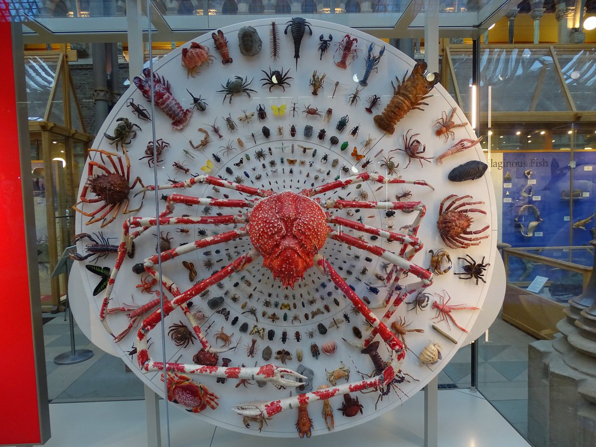 The new displays at <a href="/morethanadodo/">Oxford University Museum of Natural History</a> are really stunning, including some of the most creative - and beautiful - ways of displaying invertebrates I can remember seeing in any #museum. Go see!