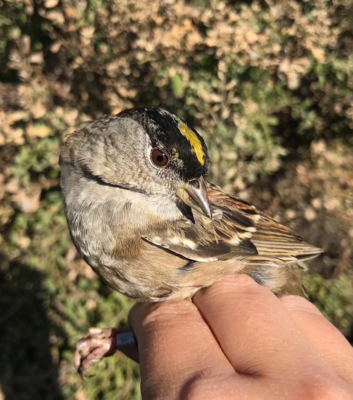 SFBBO's tweet photo. #NotesFromTheStation: Most Golden-crowned Sparrows we see in the winter have understated golden-brown/dark brown crowns. This bird's striking black & gold regalia is a clue that they are an older bird even if we didn't have our capture history to tell us that they're 3 years old. https://t.co/ODqVqL3Uwg