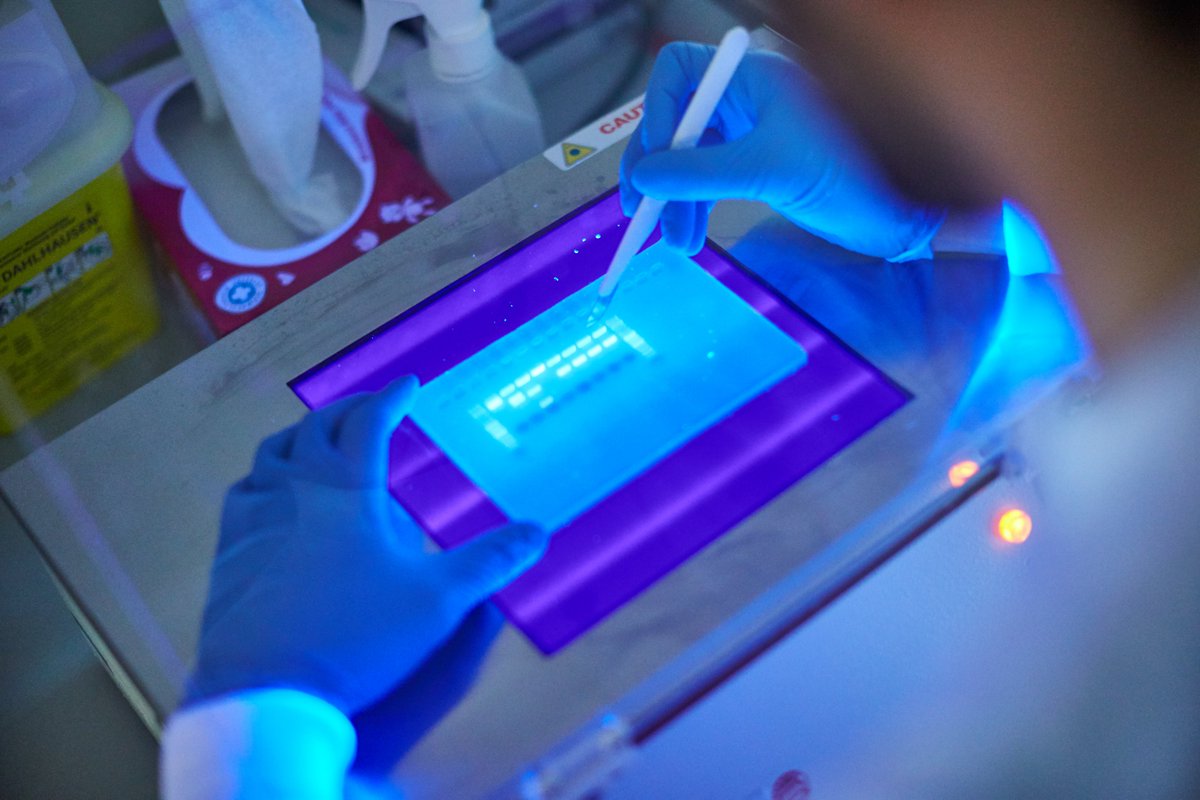 JhKmann's tweet photo. Join the fight against #AML! Our C³OMBAT-AML research unit is looking for a driven scientist to define aberrant epigenetic programs &amp; resolve oncogenic networks. Use cutting-edge tech &amp; work towards developing new therapies. 
@FCI_health @goetheuni

https://t.co/lcsdpcVTaG https://t.co/WcTt7pYCuf