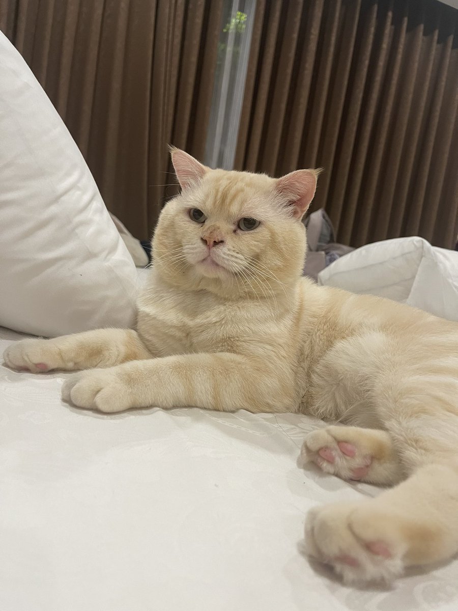 shpdyn's tweet photo. Emang udah paling bener itu melihara kucing aja. Walaupun gaada otak, minimal masih berbulu dan lucu 🥰 https://t.co/Jhhyuo3PVS