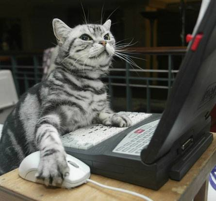 SmartCatsClub's tweet photo. We are very excited to have the support of @stepn_es in #SmartCatsClub team as the Web designer to help us be the the best #NFT project. https://t.co/jMd4yx4TRW