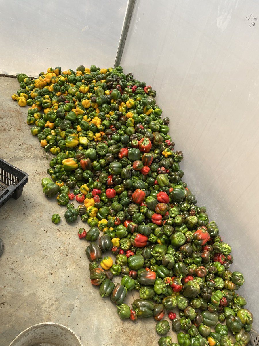 deliot8's tweet photo. Today is the most hectic day for me since the inception of this year 😩. I’m totally spent &amp; drained of all energy 😪 

Today’s harvest was massive 🫑 🥒; super crazy!!! This is my consolation ☺️.

Again, I give all glory to God &amp; the entire team for great yield 😊💪🏾. E shock me! https://t.co/9PAPjijoRn