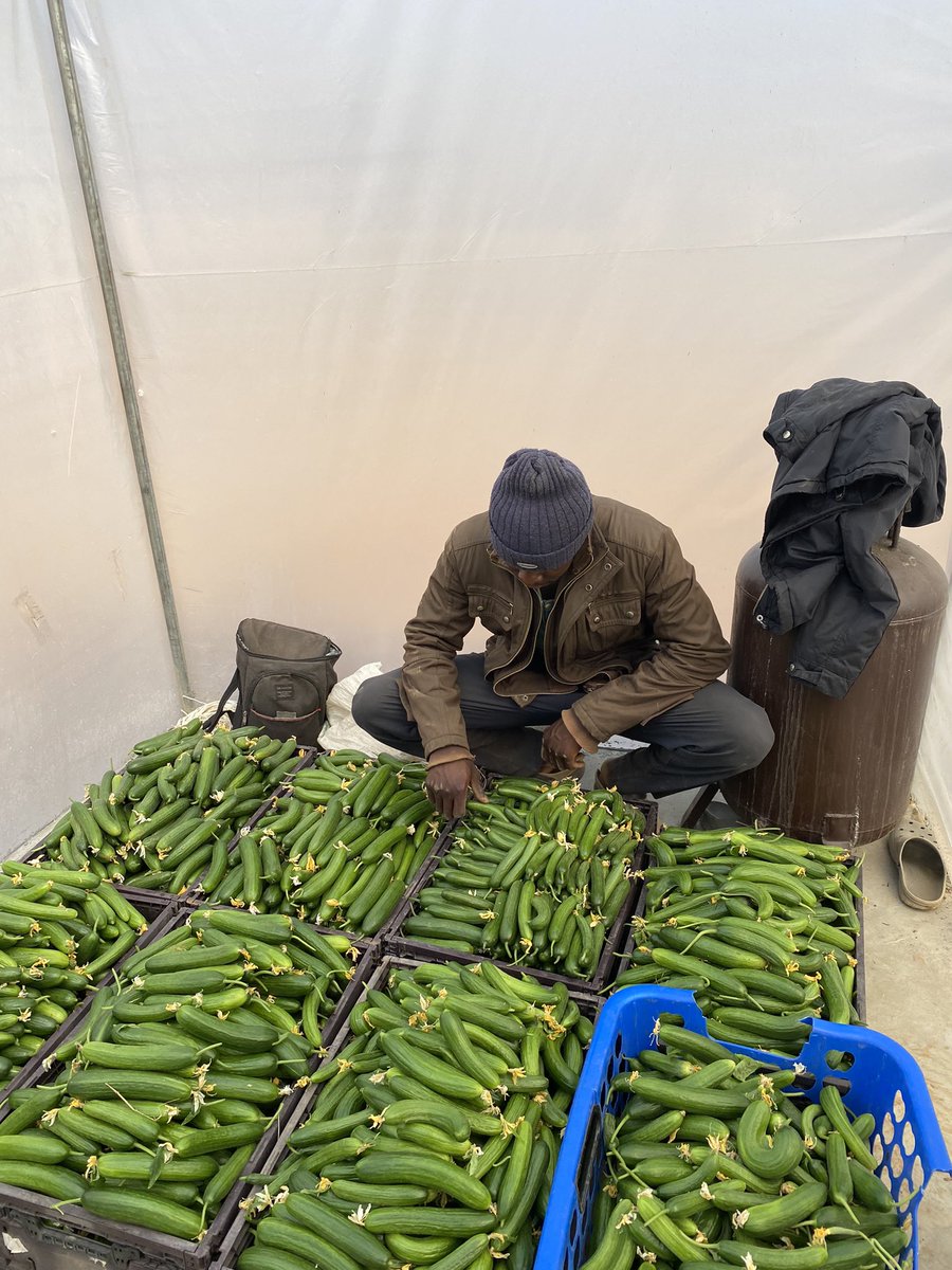 deliot8's tweet photo. Today is the most hectic day for me since the inception of this year 😩. I’m totally spent &amp; drained of all energy 😪 

Today’s harvest was massive 🫑 🥒; super crazy!!! This is my consolation ☺️.

Again, I give all glory to God &amp; the entire team for great yield 😊💪🏾. E shock me! https://t.co/9PAPjijoRn