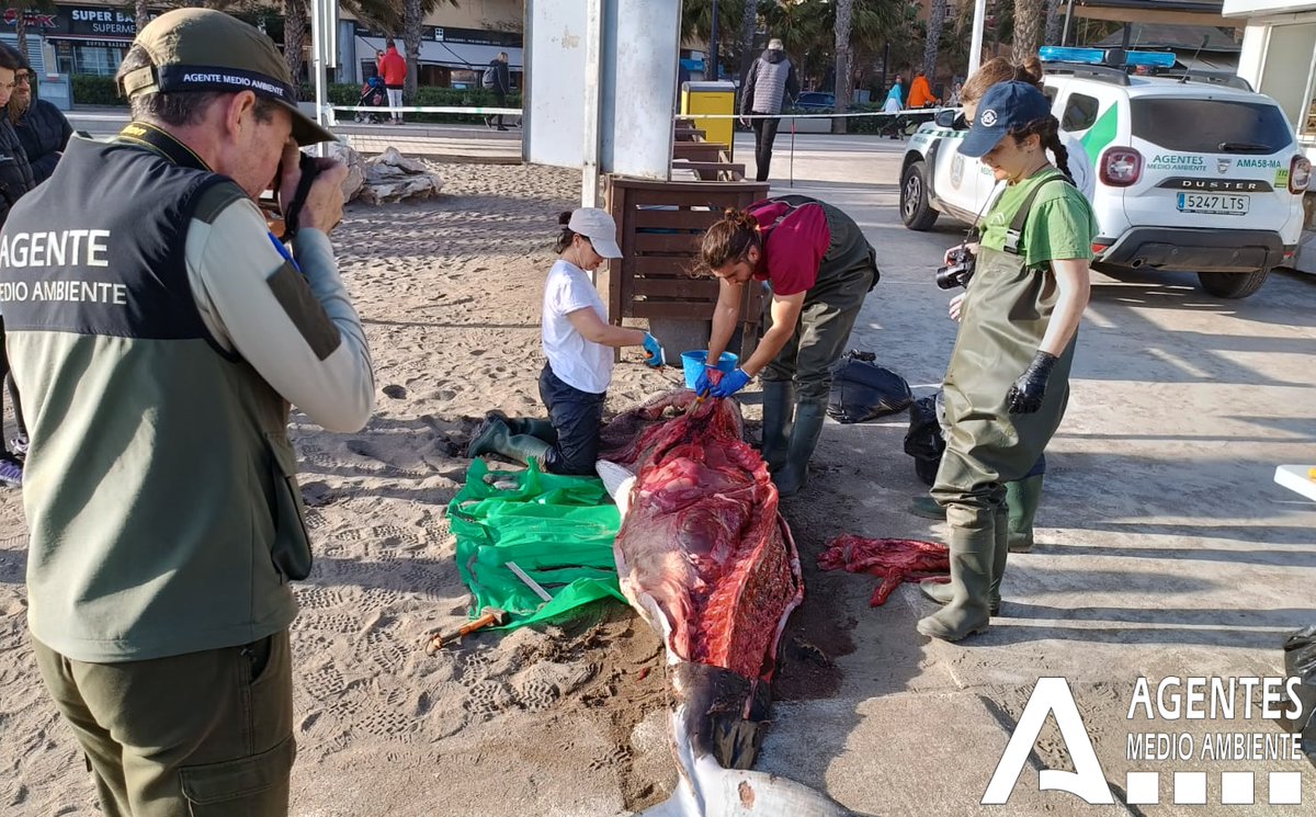 AAMM_And's tweet photo. Tras actuación de ayer en playa de #Málaga por aparición cadáver🐳 de #rorcual, esta tarde estamos en la necropsia que hacen técnicos de Centros de Gestión del Medio Marino Andaluz (CEGMA) del estrecho.
Se trata de conocer la posible causa de la muerte.
https://t.co/eDhlZaDZAN https://t.co/ynLbDnKeek